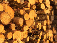 José Pires, vente de bois de chauffage, élagage, abattage d'arbres,  entretien espaces verts à Mauguio
