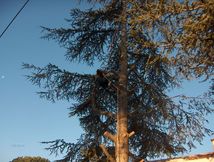 José Pires, vente de bois de chauffage, élagage, abattage d'arbres,  entretien espaces verts à Mauguio