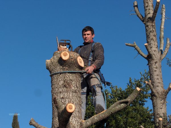 José Pires, vente de bois de chauffage, élagage, abattage d'arbres,  entretien espaces verts à Mauguio